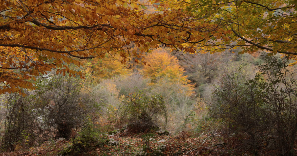 Camminare 